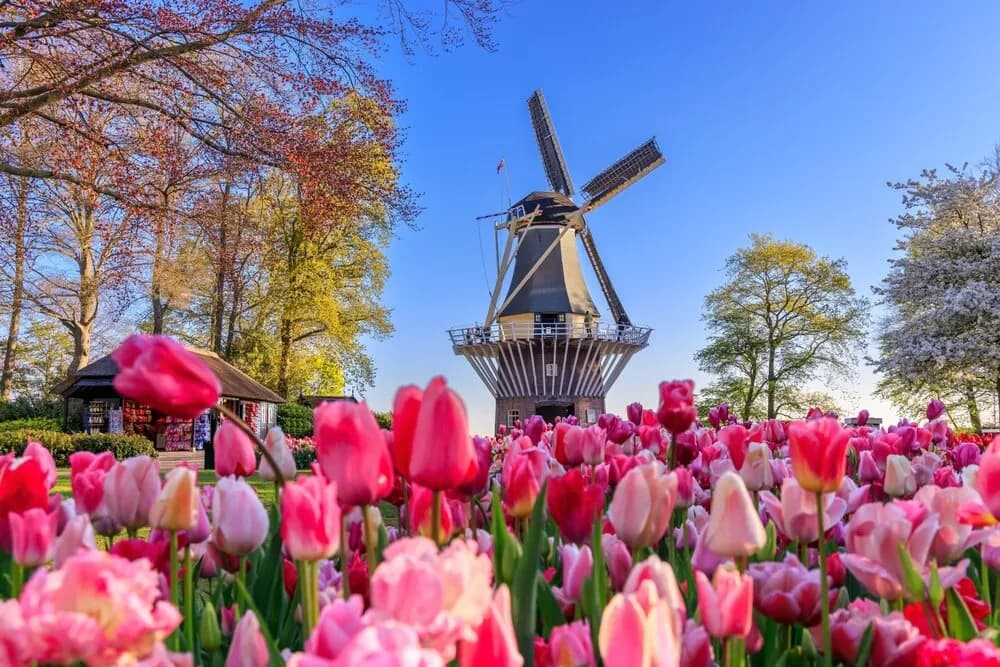 Keukenhof kiedy najlepiej jechać, aby zobaczyć tulipany w pełni kwitnienia