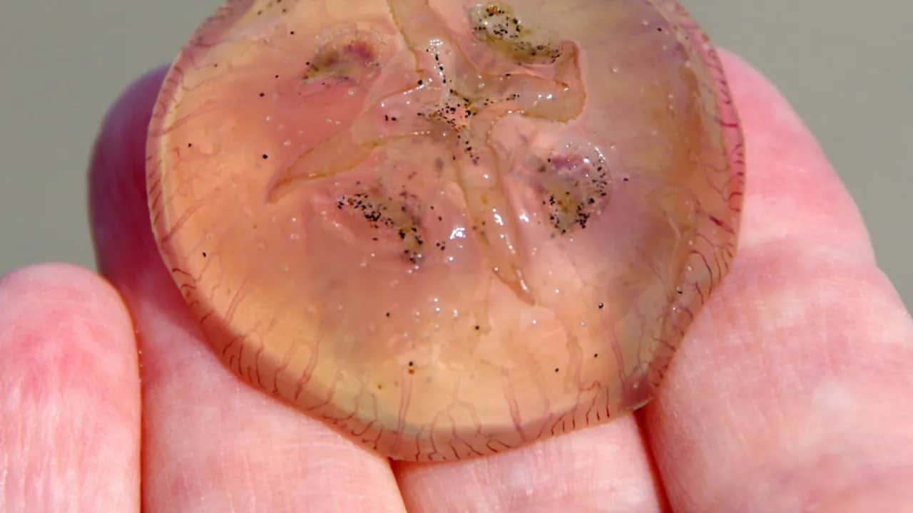 Czy meduzy w Bałtyku parzą? Dowiedz się, jak uniknąć bólu